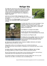 Steckbrief-Heiliger-Ibis.pdf